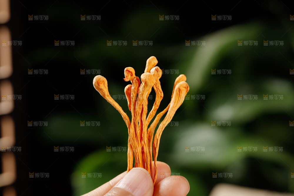 虫草花