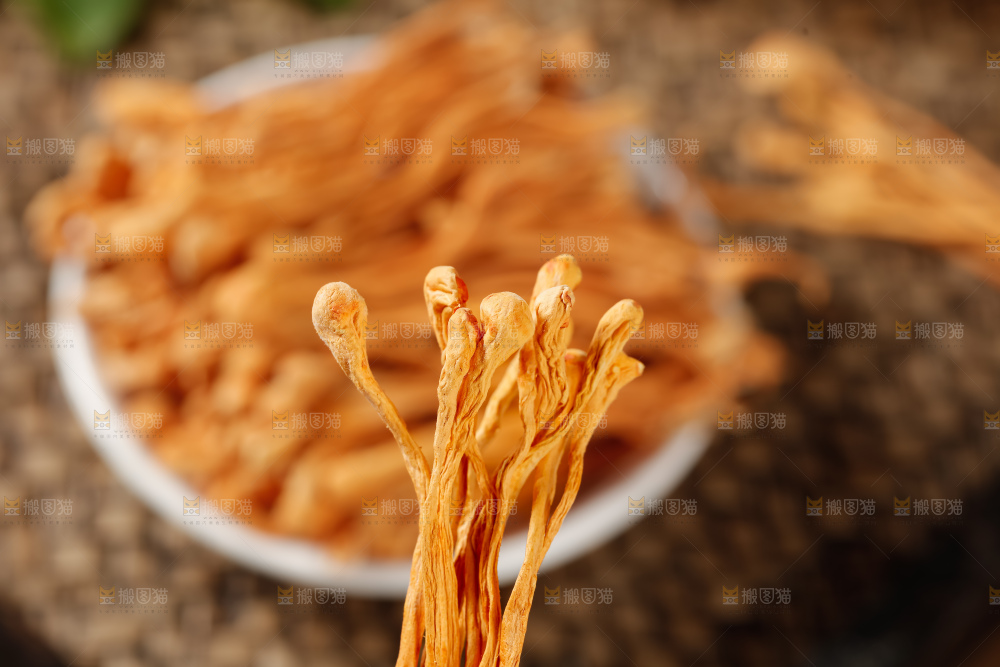 虫草花