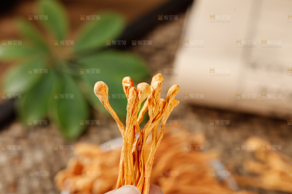 虫草花