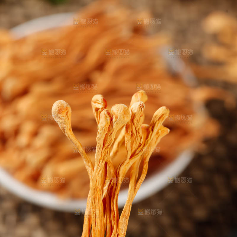虫草花