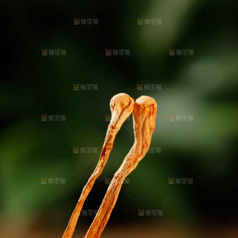 虫草花