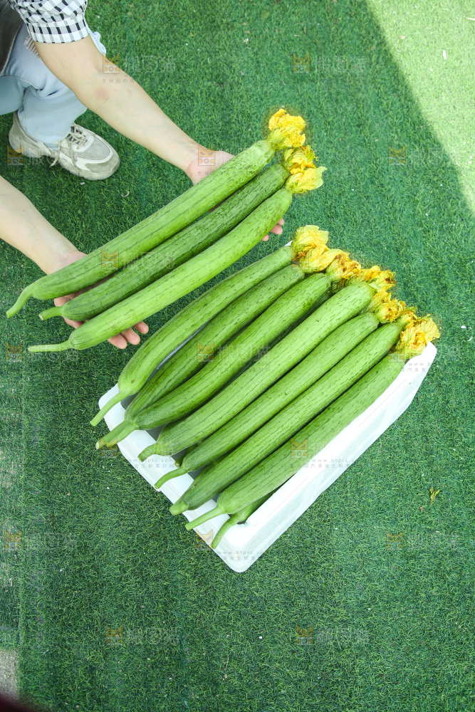 丝瓜