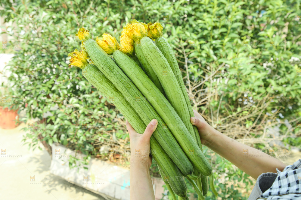丝瓜