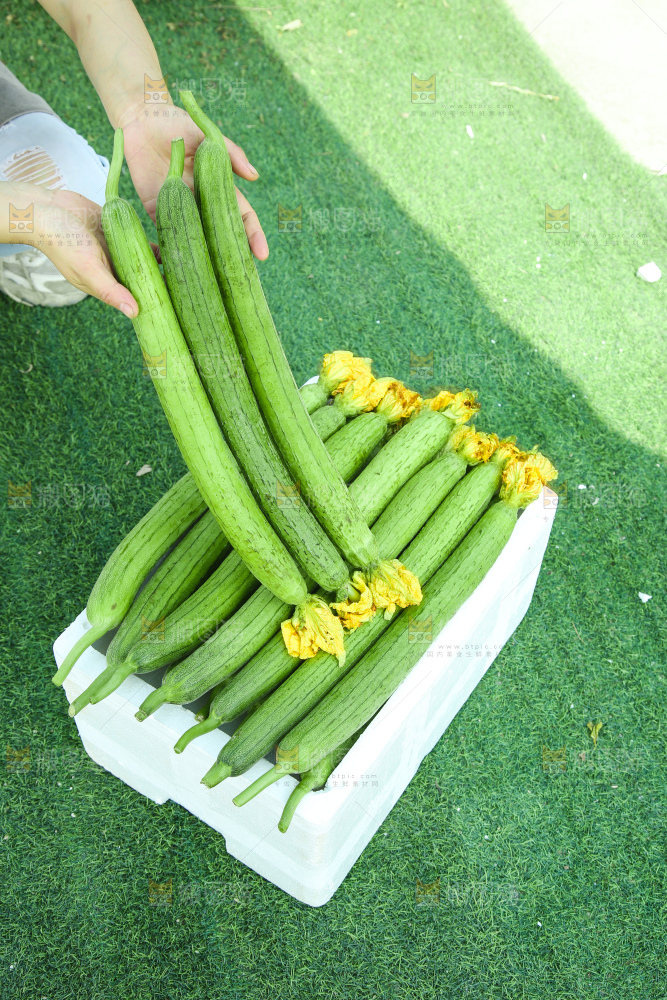 丝瓜
