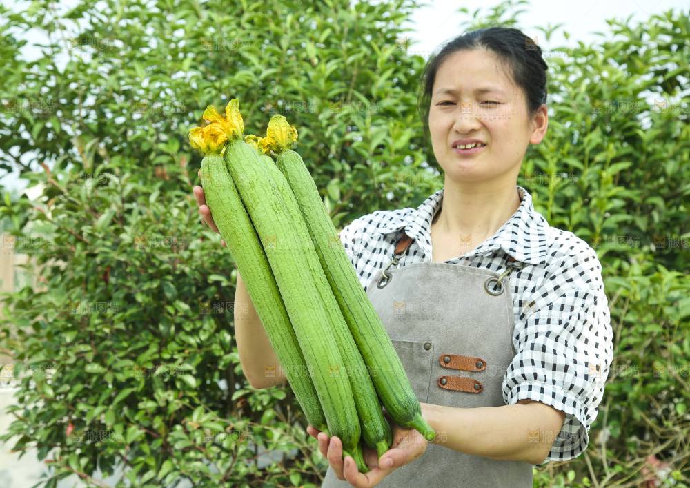 丝瓜