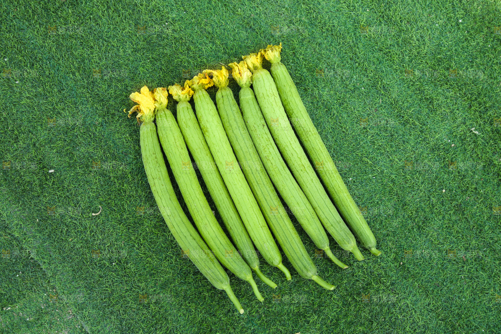 丝瓜