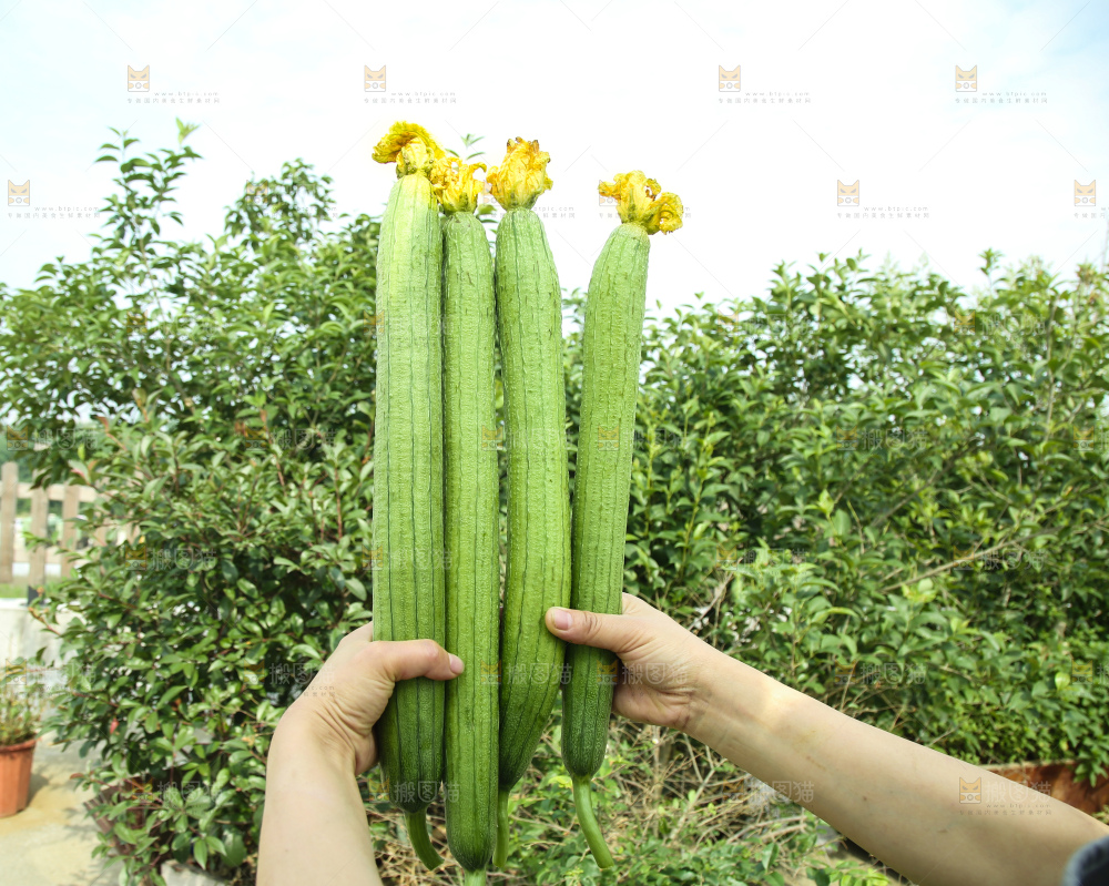 丝瓜