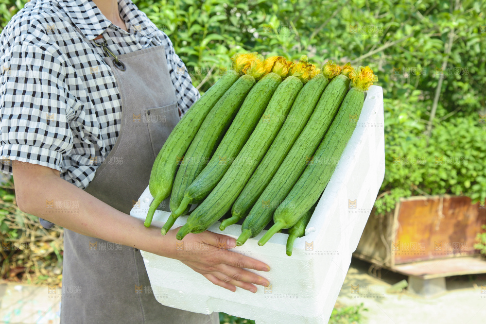 丝瓜