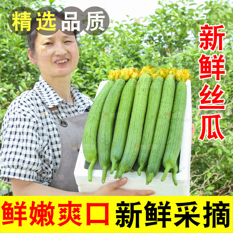 丝瓜