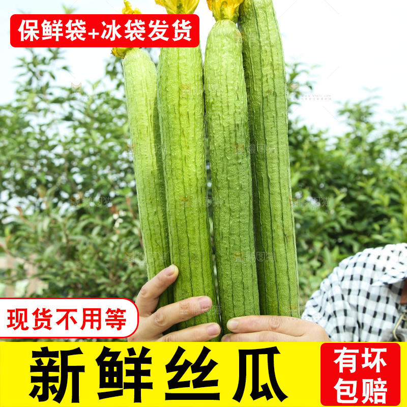 丝瓜