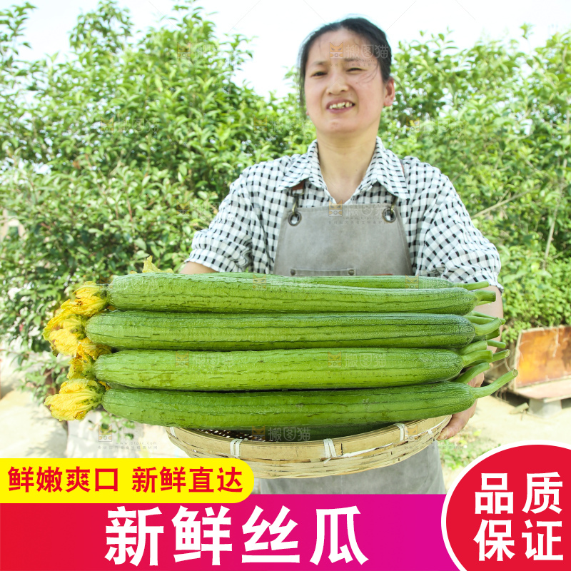 丝瓜