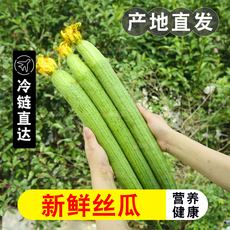 丝瓜