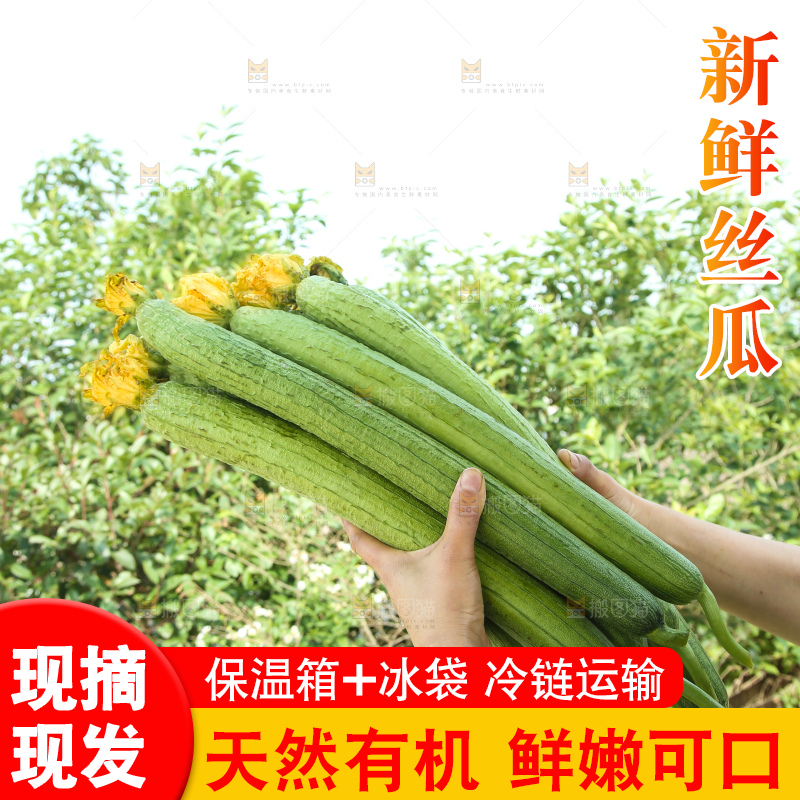 丝瓜