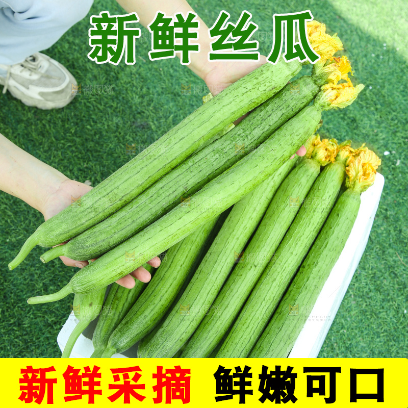 丝瓜