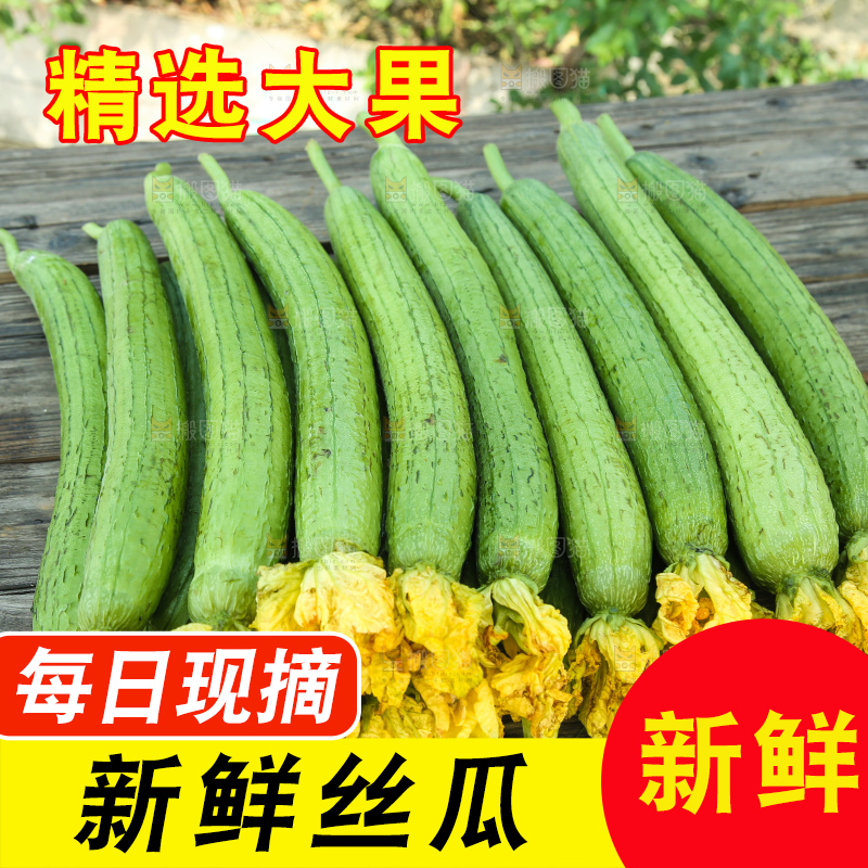 丝瓜