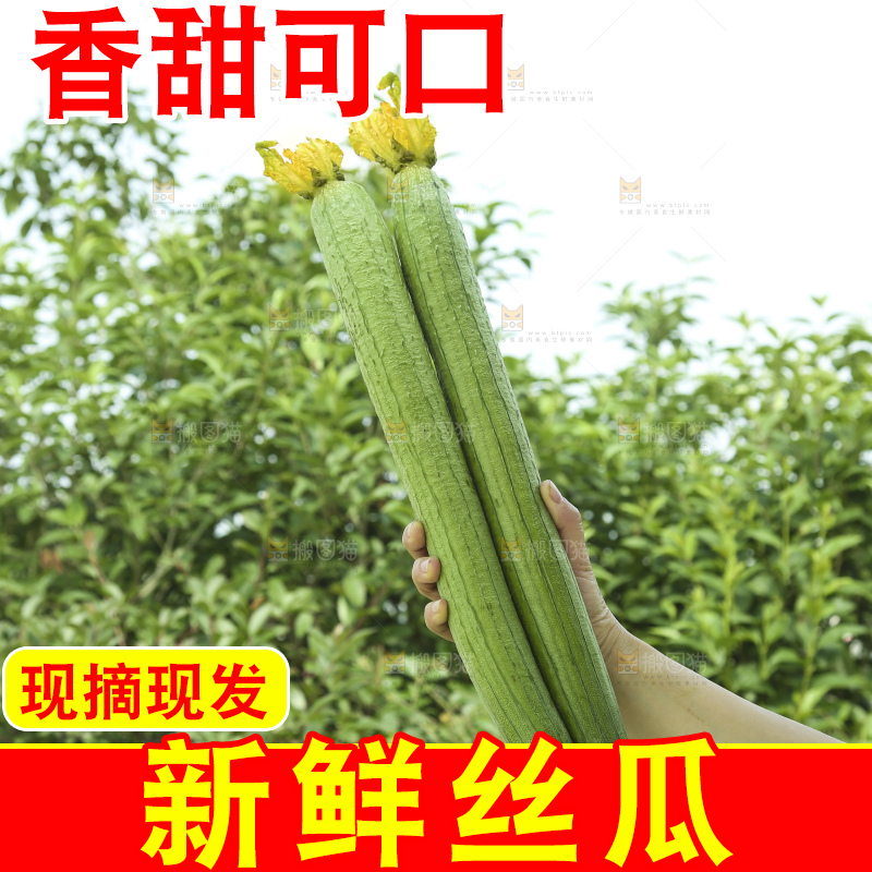 丝瓜