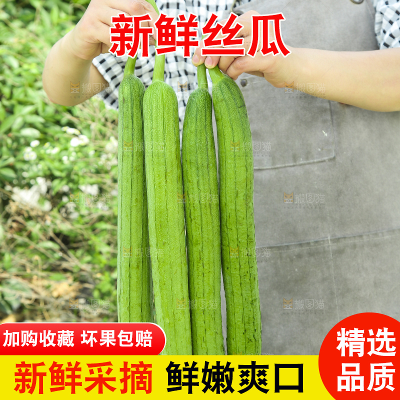 丝瓜