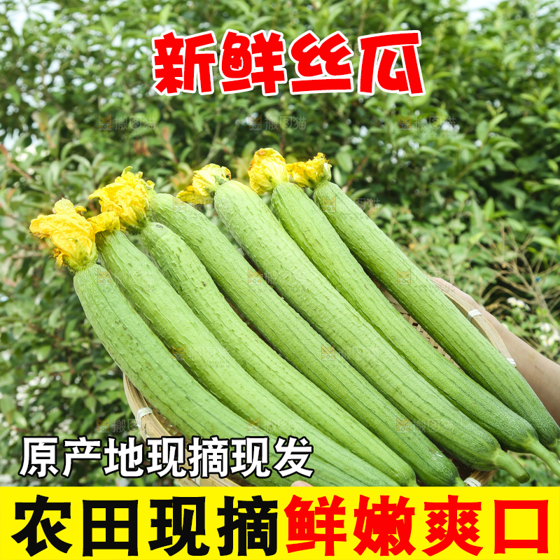 丝瓜
