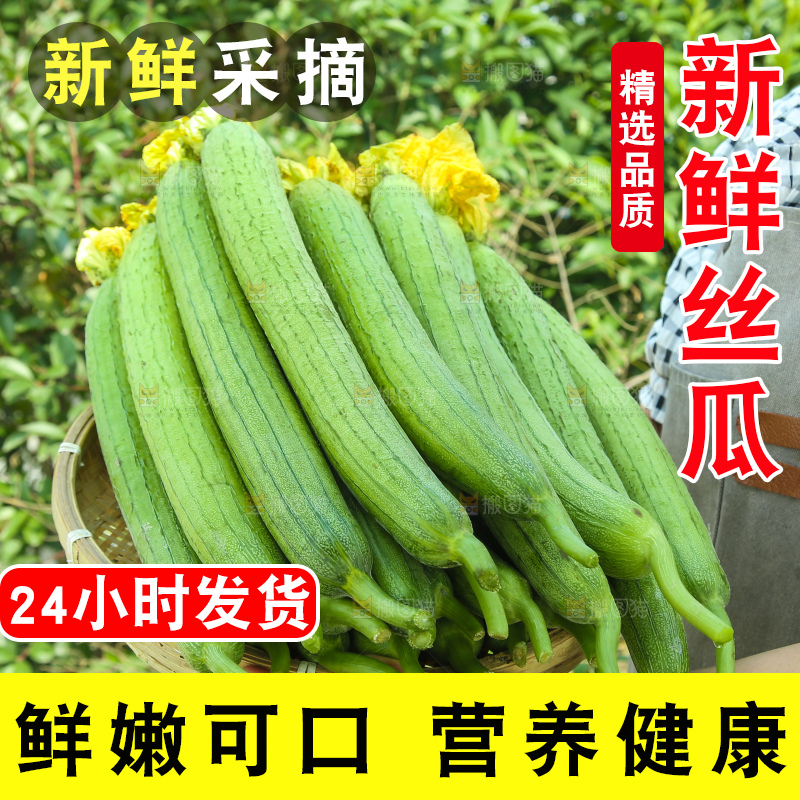 丝瓜