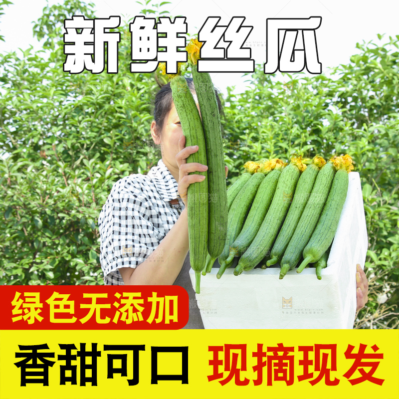 丝瓜