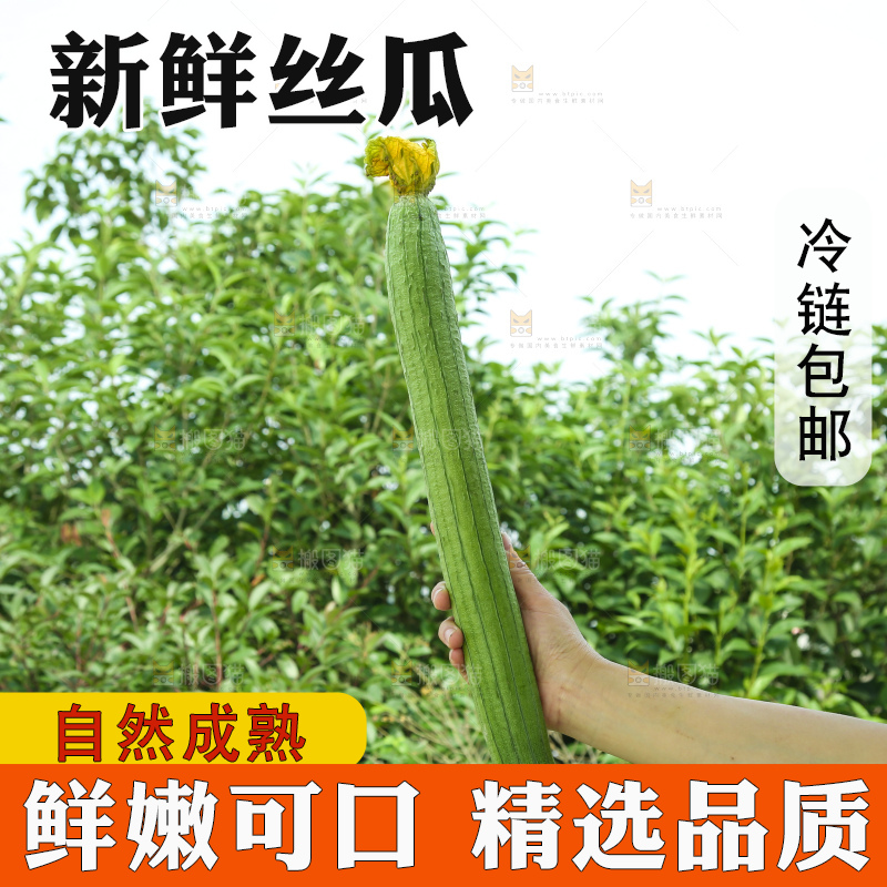 丝瓜
