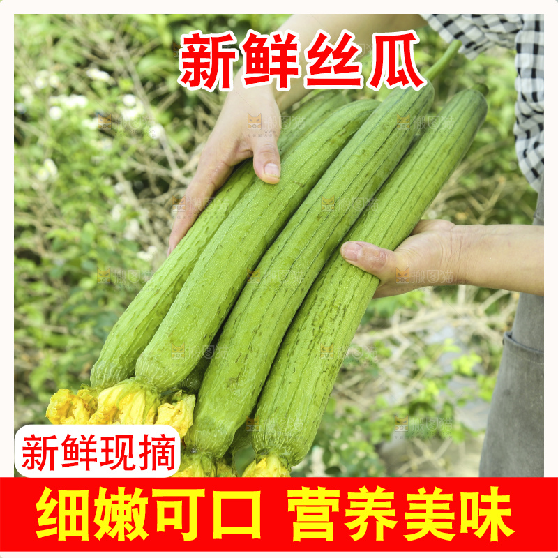 丝瓜