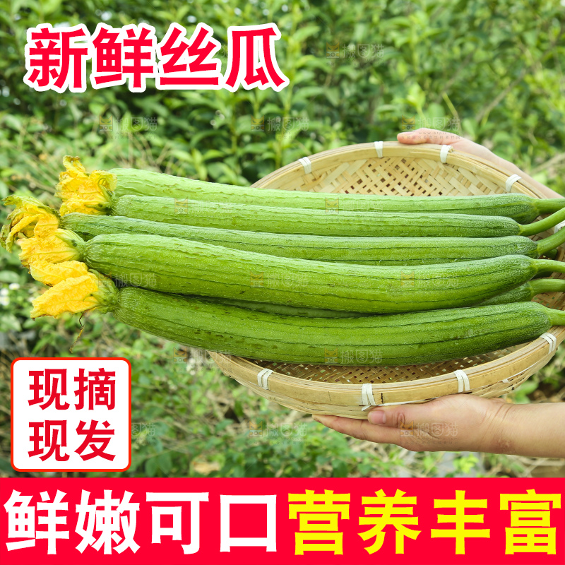 丝瓜