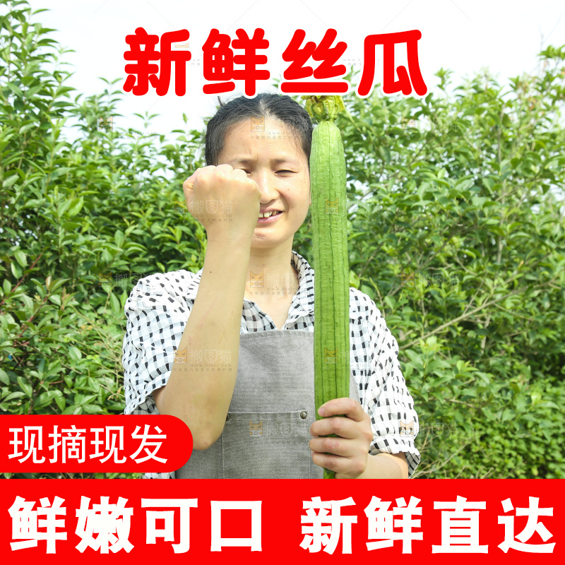 丝瓜