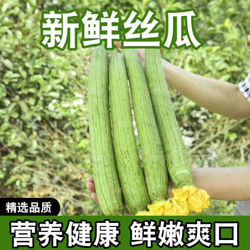 丝瓜