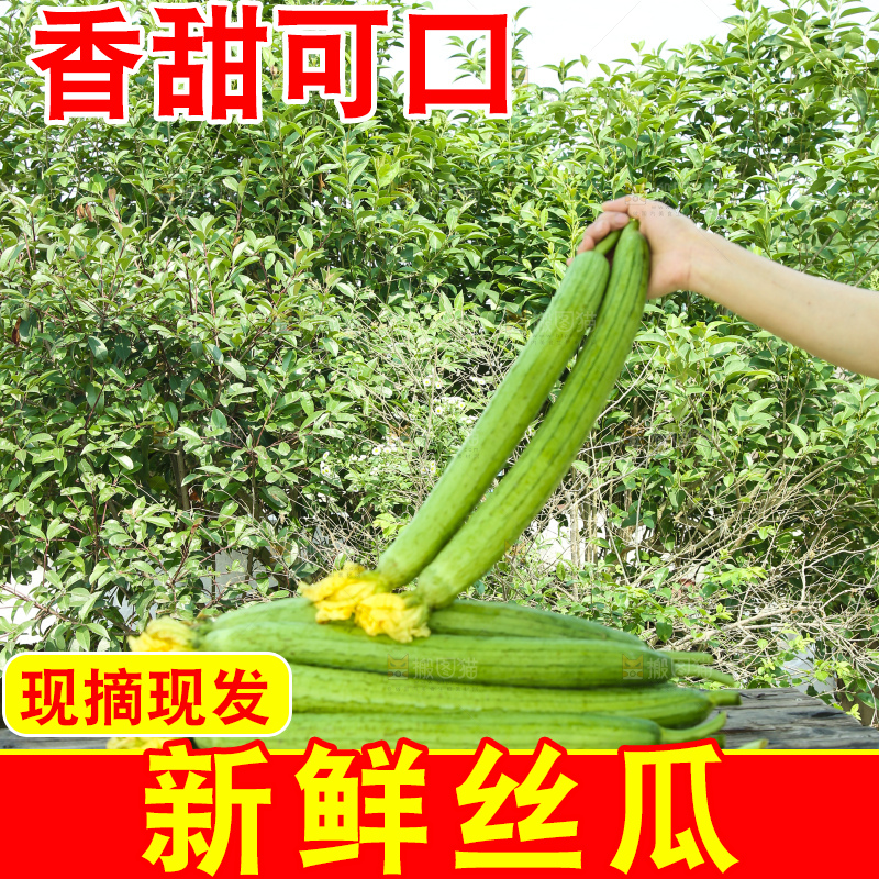 丝瓜