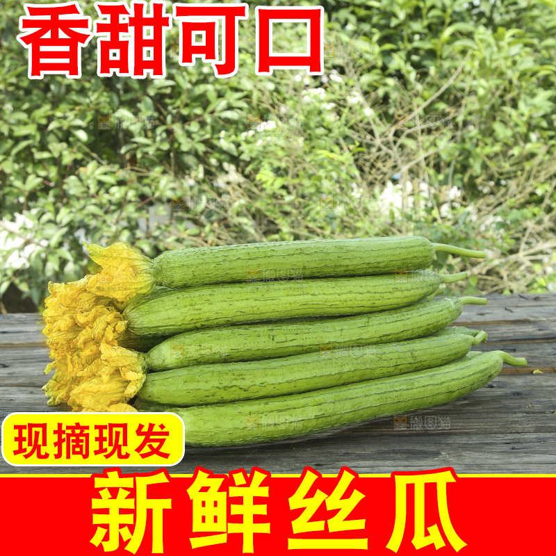 丝瓜