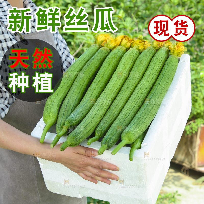 丝瓜