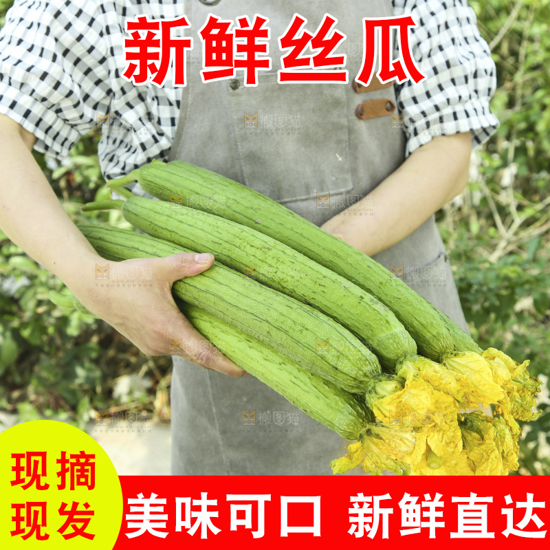 丝瓜