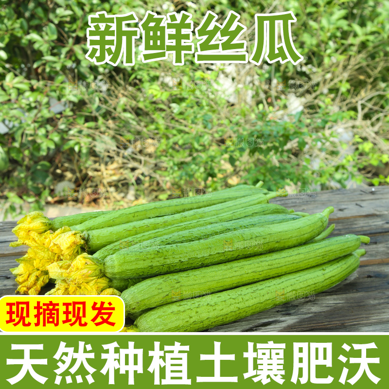丝瓜