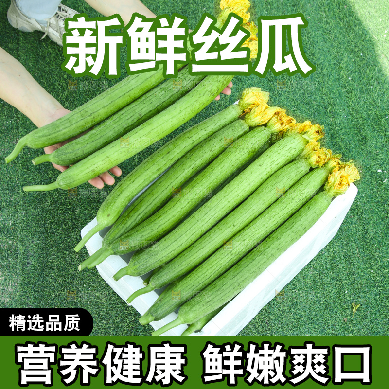 丝瓜