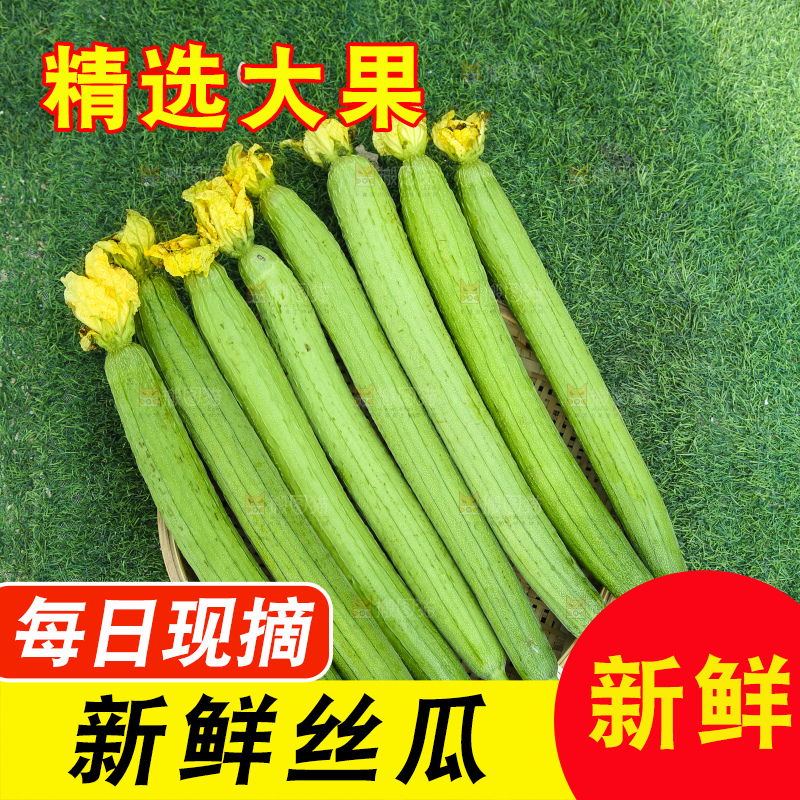 丝瓜