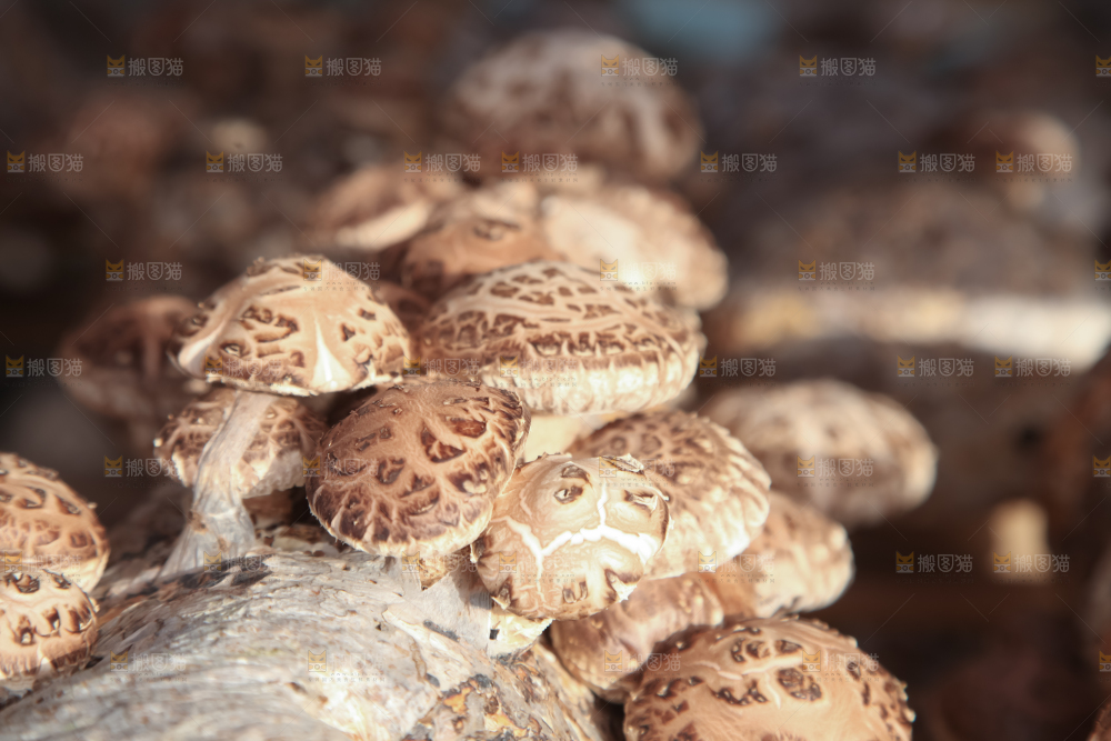 香菇养殖