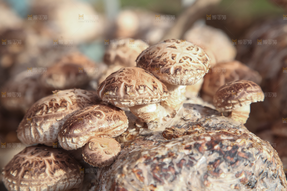 香菇养殖