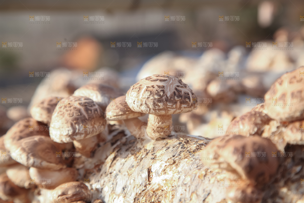 香菇养殖