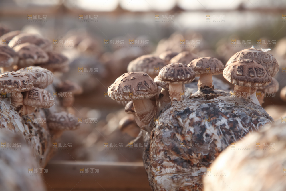 香菇养殖