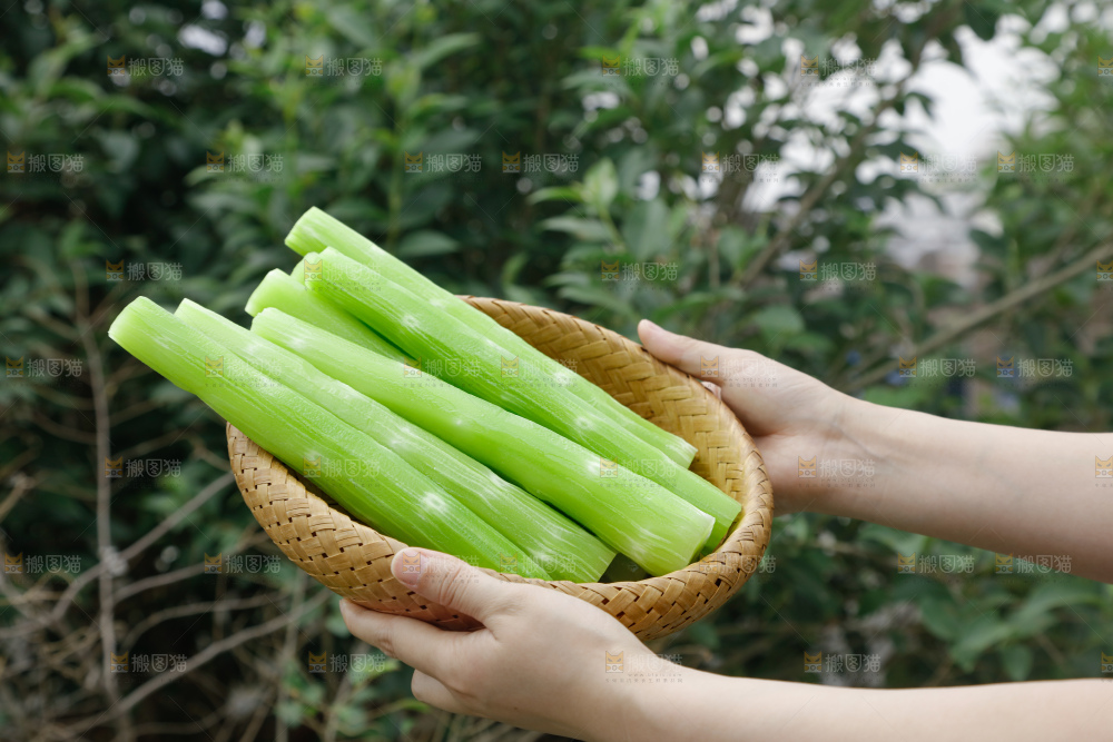 莴笋
