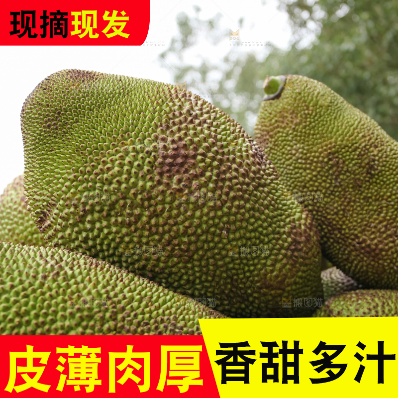 菠萝蜜