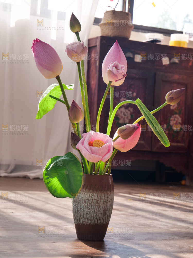 荷花