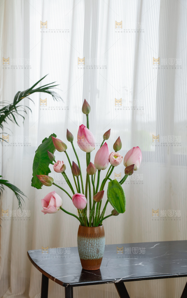 荷花