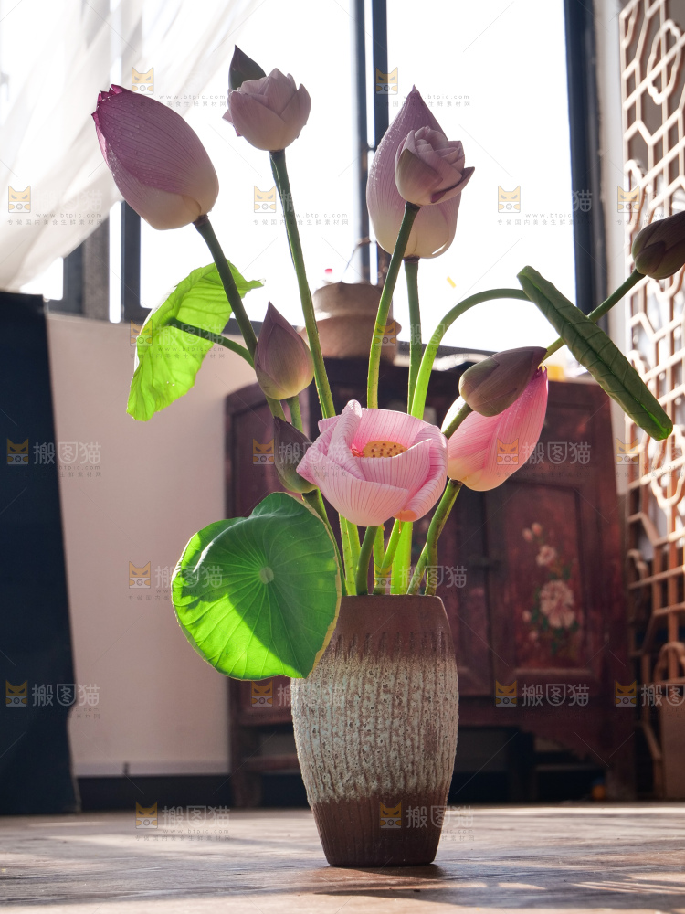 荷花