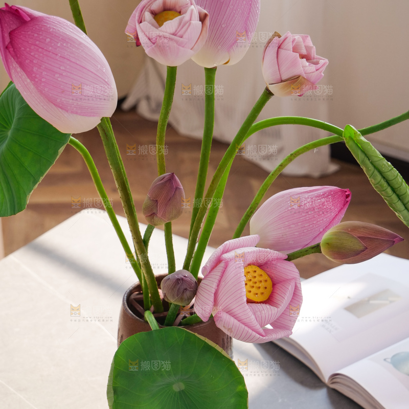 荷花