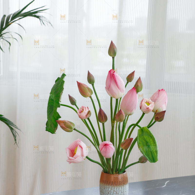 荷花