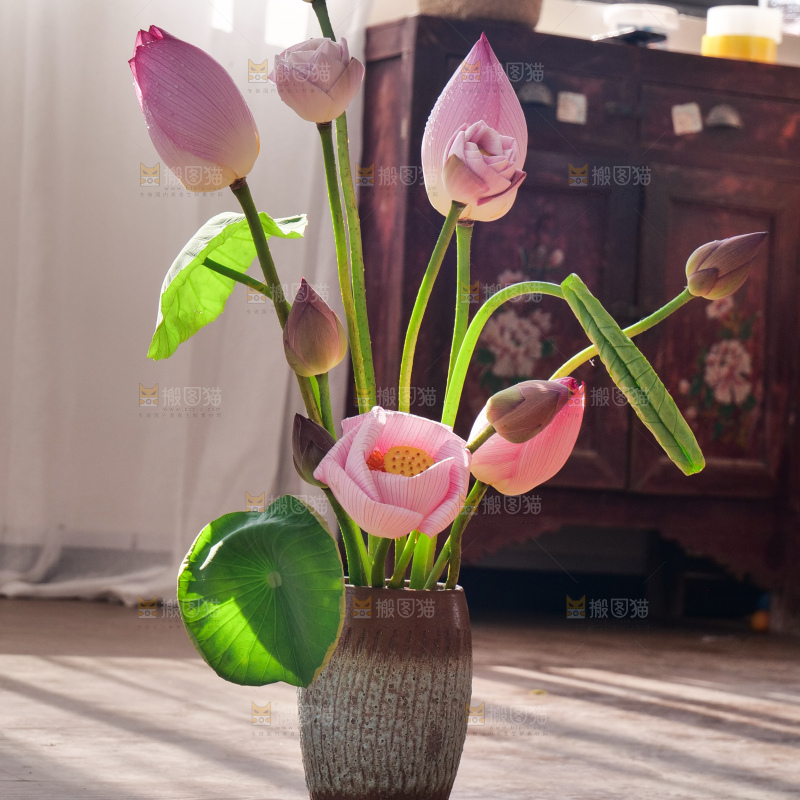 荷花