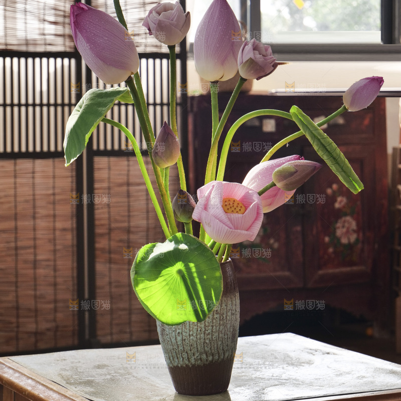 荷花