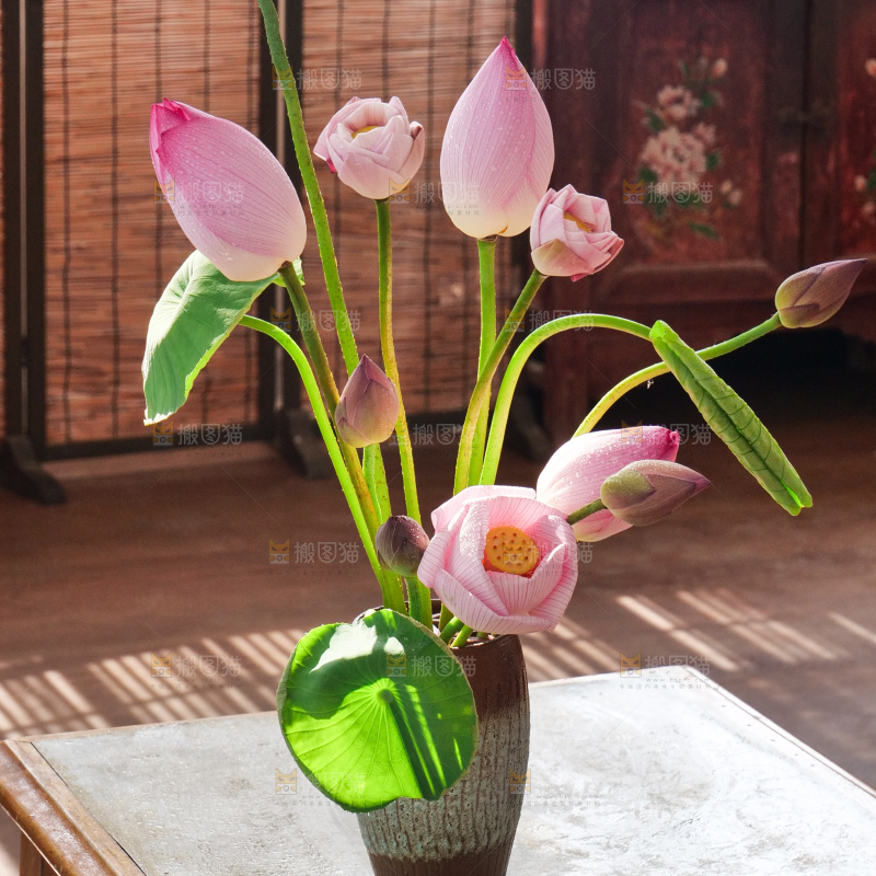 荷花